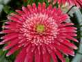 Pink gerbera 2